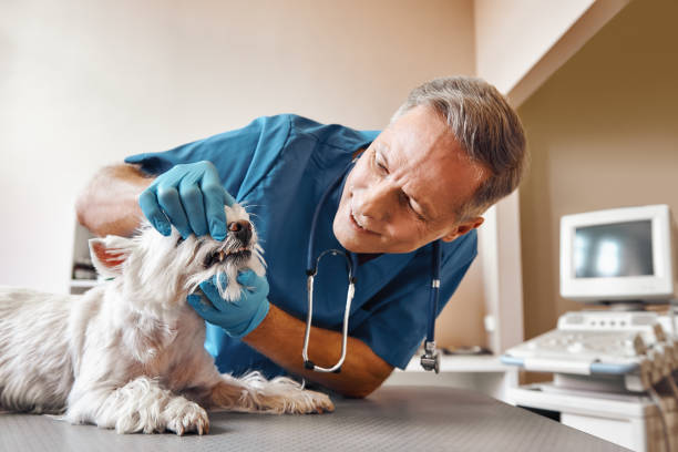 Best 24-Hour Emergency Dentist in Laurence Harbor, NJ